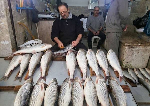 تصویر 3 از قیمت تغذیه ماهی کفال + خرید باور نکردنی